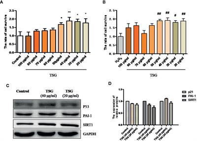 SIRT1 Is the Target Gene for 2,3,5,4’-Tetrahydroxystilbene-2-O-β-D-Glucoside Alleviating the HUVEC Senescence